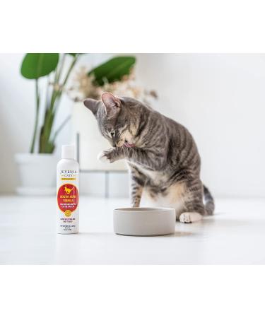 Juvenia Cats Resveratrol Pet Supplement - Anti Aging Antioxidant Gel for Senior Cats - Immune Support, Healthy Aging, Joint and Bone Strength - 8 oz - Buy Online on GoSupps.com