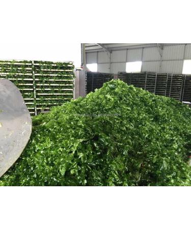 Buy Ulva Hello Seaweed 100% Pure Aonori Lettuce - 500g | Natural No Sand International Shipping - Buy Online on GoSupps.com