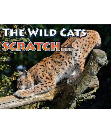 Pet MasterMind Claw Withdraw Cat Scratch Training Spray - Indoor Anti-Scratch Repellent - 4oz - Buy Online on GoSupps.com