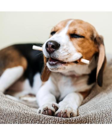 Only One Treats Bully Sticks 12 Monster Sized Beef Dental Sticks for Dogs Dental Health Natural and Digestible Dog Chew Training Treats for Small to Medium Pets and Gentle Chewers (10 Pack) 10 count (Pack of 1) 12" (Pack of 10) - Buy Online on GoSupps.com