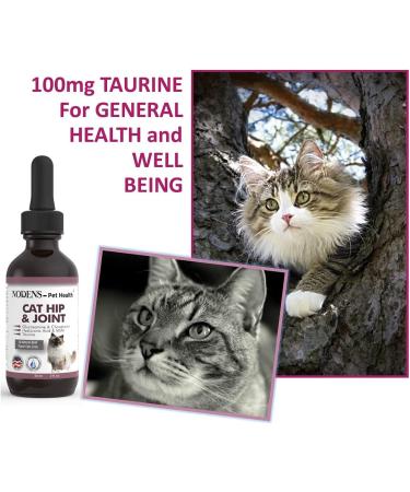 Nodens Cat Hip and Joint Glucosamine with Chondroitin, Opti-MSM, Hyaluronic Acid - 2 fl oz for Joint Flexibility & Pain Relief - Buy Online on GoSupps.com