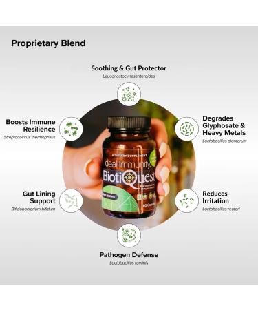 BiotiQuest Ideal Immunity Probiotics to Balance Your Gut and Build Immune System Resilience 12 Billion CFU Non-GMO and Gluten Free 60 Capsules - Buy Online on GoSupps.com