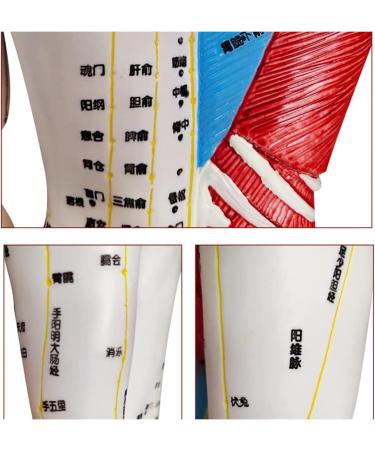 60cm Acupuncture and Muscle Anatomical Male Model Pressure Point and Meridians for Acupuncturists and Other Medical Professionals Training Teaching Education Supplies - Buy Online on GoSupps.com