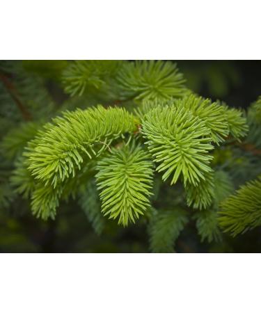 Rose Garden Natural Solid Perfume (Rose Garden 0.25 oz tin jar) Rose Garden 0.25 Ounce (Pack of 1) - Buy Online on GoSupps.com