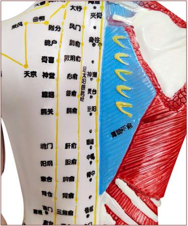 60cm Acupuncture Human Body Acupoint Model Semi-Muscle Acupuncture Point Model with Clear Lettering and Skeletal Viscera Model for Teaching Aids - Buy Online on GoSupps.com