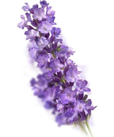 Kneipp Lavender Bath Oil - 100ml - Buy Online on GoSupps.com