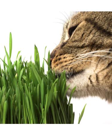 Handy Pantry Organic Wheatgrass Seeds - Premium Hard Red Wheat for Wheatgrass, Cat Grass, Food Storage & More (1/2 lb) - Buy Online on GoSupps.com