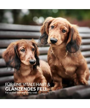 Aniforte Organic Egyptian Black Cumin Oil 500ml for Dogs & Horses - Cold-Pressed Natural Premium Quality Eco-Friendly Packaging - Buy Online on GoSupps.com