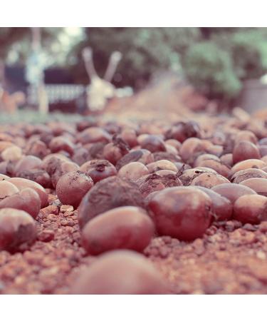 Naissance Beurre de Karit BIO d'Afrique (No. 305) - 1kg - Raffin Solide Sans Odeur - pour Cheveux Sec ou Afro Corps Visage - Pur V gan Naturel et Certifi BIO - Buy Online on GoSupps.com