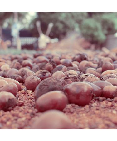 Naissance Shea Butter 1kg - 100% Pure Refined Fairtrade from Ghana | Intensive Care for Skin & Hair - Buy Online on GoSupps.com