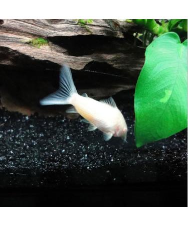 ZYMY Gorgeous aquarium decorated with aquarium decorations glass beads aquarium 1 pound of enough decorative gravel rock gravel pebbles gem (Black sand stone) 453.59 g (Pack of 1) - Buy Online on GoSupps.com