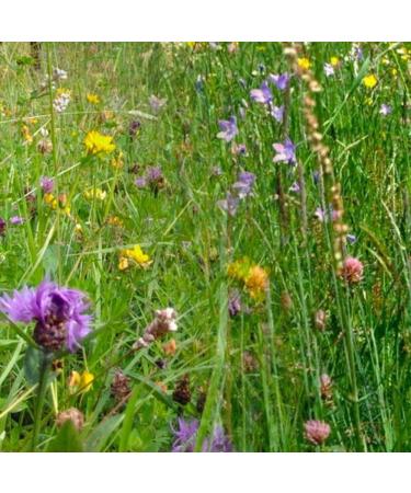 Horse Herb Mix | 250g for 1.400 m | Healthy and Tasty Grazing for Horses | Annual & Perennial Herbs