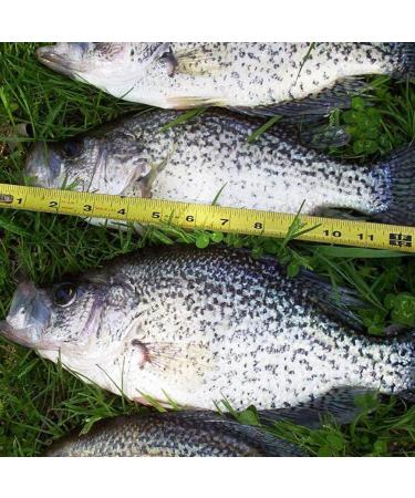 50 Pack Crappie Marabou Feather Jigs for Fishing - 1/16 oz Panfish Hair Jig Bait Kit - Buy Online on GoSupps.com