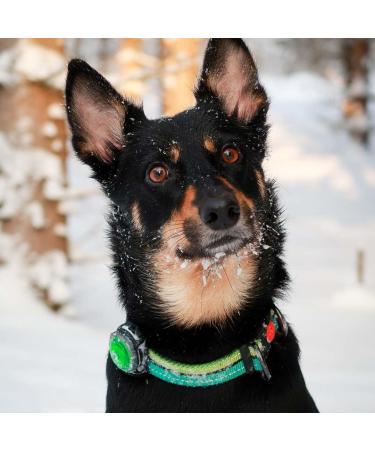 Orbiloc Green Safety Light for Dog Collars | Premium Night Visibility & International Shipping - Buy Online on GoSupps.com
