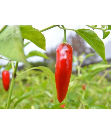 Bodrum 370cc Pepper Pickled | 330g | Peppers Hot in water| Ideal for Any Meat or Poutry Meal | Delicious Taste | Pickled Pepper (Red Baby Pepper Hot) - Buy Online on GoSupps.com