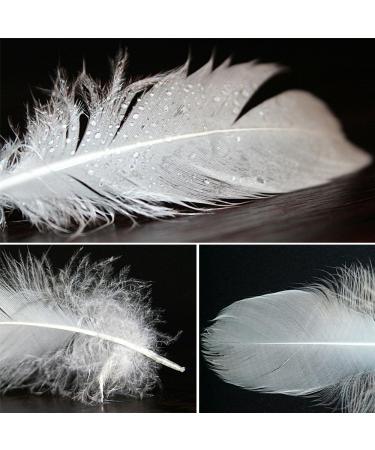 HaiMay 450 White Feathers for Craft Wedding & Party Decor 3-5 inches - Home Decorations - Buy Online on GoSupps.com
