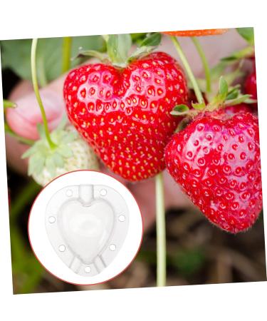 Milisten 5pcs Fruit Shaping Mold Stereotypes Gardening Supplies - Buy Online on GoSupps.com
