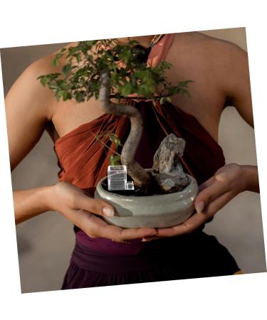 CIYODO Pet Water Feeder Ants Habitat Water Feeding Water Feeding Cup for Ants Nest Ants Water Bowl Plastic - Buy Online on GoSupps.com