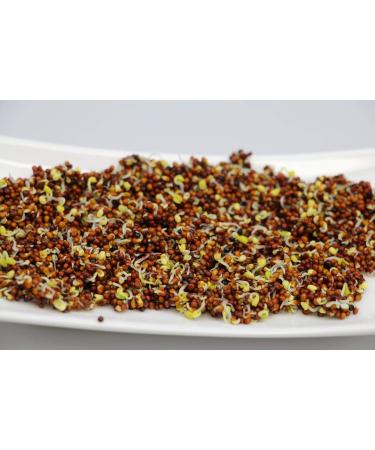 Organic Broccoli Seeds 1kg - Grow Delicious Broccoli Sprouts | Nutrient-Rich Keimsaat for Healthy Salads - Buy Online on GoSupps.com