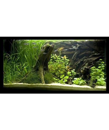 TM Aquatix MANGROVE AQUARIUM WOOD ROOT (x1) - SIZE 15-20cm - (IWAGUMI AQUASCAPING BOGWOOD DRIFTWOOD) - Buy Online on GoSupps.com