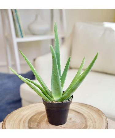 Live Aloe Vera Succulent Plant in 3.5 Inch Pot by Plants for Pets - Indoor House Plant - Buy Online on GoSupps.com