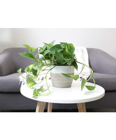 Costa Farms Devil's Ivy Golden Pothos in 10 White-Natural Decor Planter - Live Indoor Plant for Great Room Decor - Buy Online on GoSupps.com