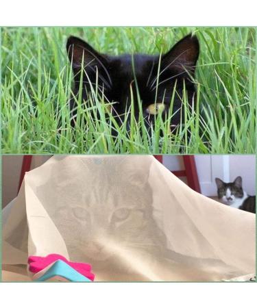 USA Made Sheer Fun Cat Toy | Stimulates Hunting Instincts | Renews Old Toys | Bigger | Versatile Ball for Cats & Kittens | Quiet Crinkle Edges | Playmat, Bed, Hide and Seek | Blue & White | 27x37 - Buy Online on GoSupps.com