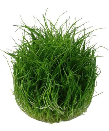 Tropica Eleocharis acicularis 'mini' 1-2-GROW! - Buy Online on GoSupps.com
