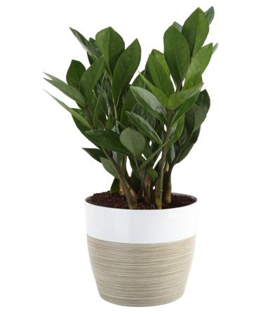 Costa Farms ZZ, Zamioculcas zamiifolia, Indoor Plant in Planter, Great Room Decor 12-Inches Tall, White-Natural Dcor Planter 12-Inches Tall White-Natural Dcor Planter