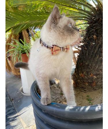 SuperBuddy Cute Bow Bell Cat Collar - 2 Pack Plaid Kitten Collar with Removable Bowtie for Cats Kittens - Brown-Black - Buy Online on GoSupps.com