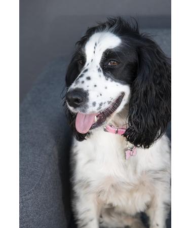 BWM Customised Fashion Pet ID Tags Dog Tags | Dog Tag for Pets Laser Engraved & Personalised | ID Tags for Dogs & Cats | Durable Strong & Deeply Engraved - Sparkly Pink Bow Tie Small S (Pack of 1) Pink - Buy Online on GoSupps.com