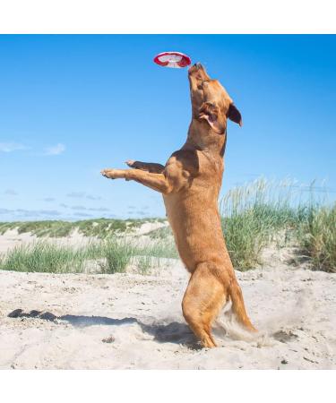 Minifeet Flying Dog Toy - Triple Yellow & Red Medium | Perfect for All Dogs - Playful Pets & Dog Lovers - Buy Online on GoSupps.com