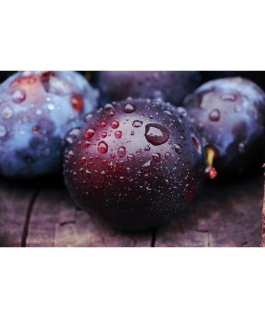  TASTY POTT Tasty Pott Dried Prunes Stone-Free and Additive-Free | Vegan Snack | Dried Fruit | Prunes | For Baking | For Cereals | As a Fruity Snack | Plums | In a 1kg Bag - Buy Online on GoSupps.com