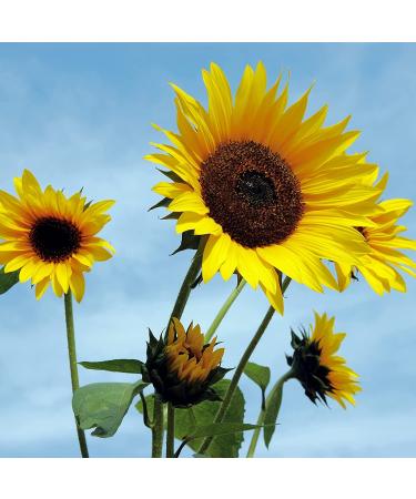 Wohltuer Organic Sunflower Oil 2x500ml - Raw Food Quality Premium International Shipping - Buy Online on GoSupps.com