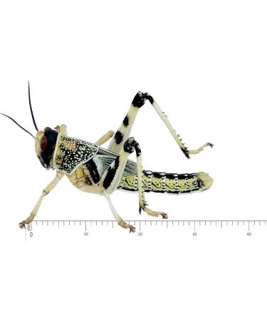 Livefood UK Live Locusts Large size 30mm to 40mm 1 tub of 25 Large Hoppers 1 count (Pack of 25) - Buy Online on GoSupps.com
