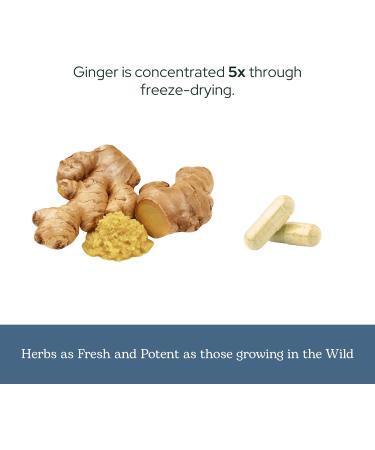 Eclectic Herb - Ginger Capsules | Antioxidants for Heart Support & Digestive Health | Herbal Supplement | US-Grown Organic Vegan Non-GMO Gluten Free (50 CT | 395 mg) Blue 50 count (Pack of 1) - Buy Online on GoSupps.com