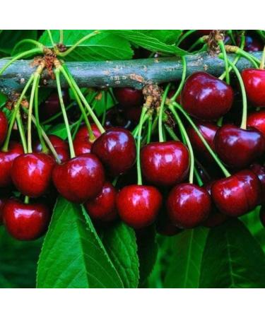 Emilia Organics Cherry Kernel Oil Organic Cold Pressed Unrefined Natural 2 Fl Oz - Buy Online on GoSupps.com