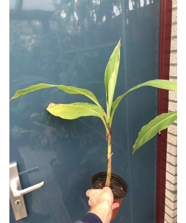 Portal Cool Musa sikkimensis * Impianti * Banana Ensete Offerta !!!! BUON prezzo - Buy Online on GoSupps.com