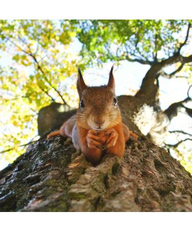 Navaris Squirrel Feeder - Durable Pine Wood House for Outdoors - Metal Roof Feeding Station for Garden Backyard Squirrels - Buy Online on GoSupps.com