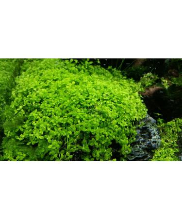 Micranthemum"Monte Carlo" - 1 Bunch - Live aquarium plant