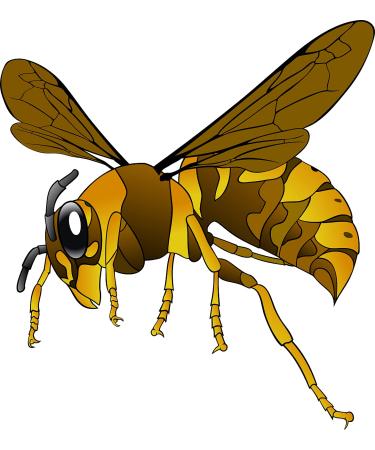 Urinal Fly Toilet Stickers 12 Pack - Grasshopper, Hornet, Beetle, Spider - 80% Cleaner Bathrooms in Minutes - Buy Online on GoSupps.com