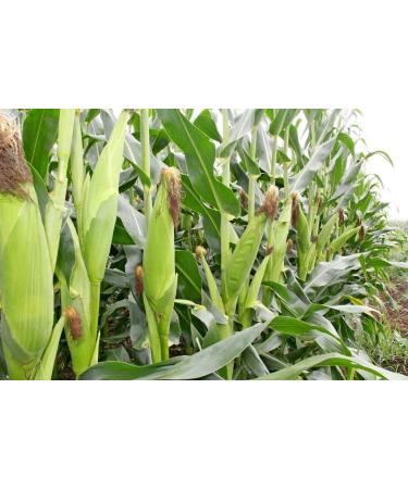 DK Corn Silk | Corn Silk | Corn Hair | Corn Hair | Makai Hair | 2 Pack | (100g) - Buy Online on GoSupps.com
