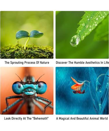 Viltrox Metal Mount Auto Focus Macro Extension Tube Set for Canon EF & EF-S Lens DSLR Camera - 12mm 20mm 36mm - Compatible with 760D 700D 90D 80D 70D 5D 6D 7D 1300D Rebel T6 T7 T5 T8i T7i T6i T6s T5i T4i SL3 - Buy Online on GoSupps.com