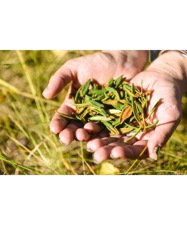 Health Embassy Marsh Labrador Herb Tea | Ledum palustre | Rhododendron Tomentosum | Herbe de Ledon des Marais Tisane (50g) - Buy Online on GoSupps.com
