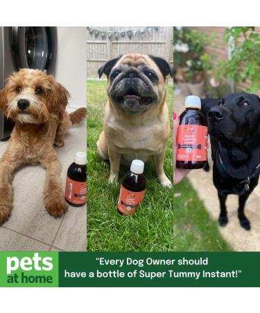 Buddy & Lola Fast-Acting Dog Diarrhea Treatment with Electrolytes - 20 Servings - Tummy Settler For Dogs All Breeds Sizes and Ages - Syringe Included 100 ml (Pack of 1) - Buy Online on GoSupps.com