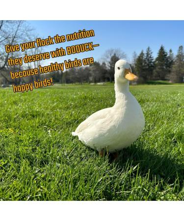 Premium Duck Feed Pellets for Game Birds Designed for Ducks Swans and Geese with 17% Protein 4 Pounds (1800g) - Buy Online on GoSupps.com