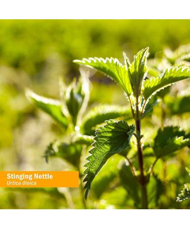 Herb Pharm Alcohol-Free Stinging Nettle Glycerite - 1 oz | Natural Nettle Extract - Buy Online on GoSupps.com