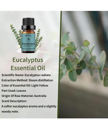 Yethious 4 Pack Essential Oil Set - Lavender Jasmine Vanilla Eucalyptus for Diffuser, Soap, Candles - Premium Aromatherapy Bundle - Buy Online on GoSupps.com