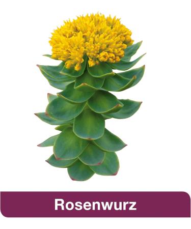 Buy Rhodiologes - 20 Film-Coated Tablets | Herbal Relief for Stress Symptoms | International Shipping Available - Buy Online on GoSupps.com