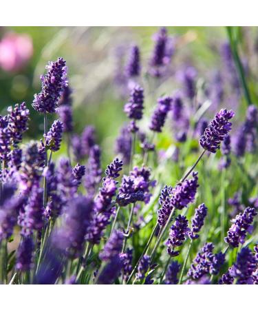 Organic Lavender Water 100ml | Pure Hydrolate Body Spray | Relaxing Aromatherapy | Vegan Glass Bottle - Primavera - Buy Online on GoSupps.com